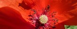 coeur coquelicot
